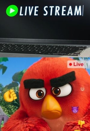 Live Stream